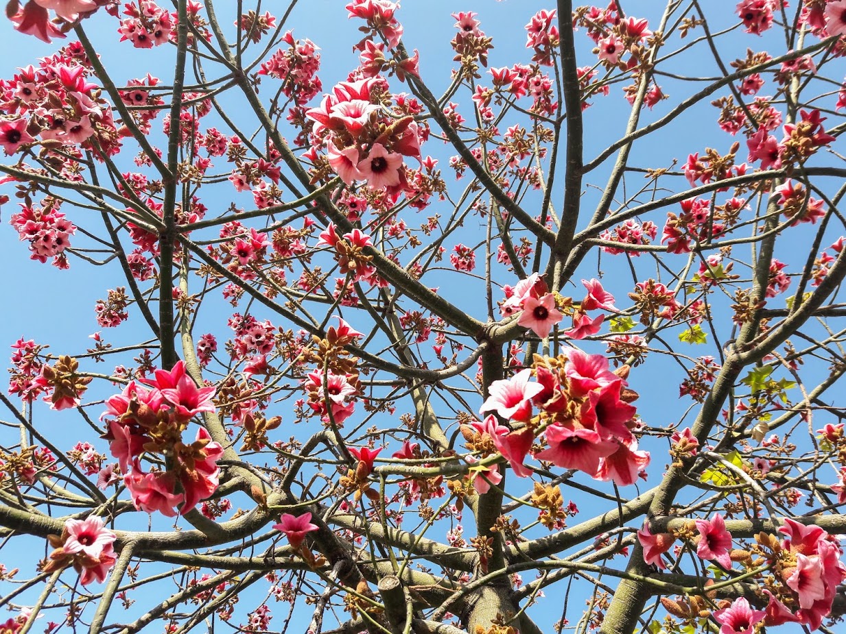 Изображение особи Brachychiton discolor.