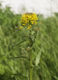 View full-size image Erysimum cheiranthoides