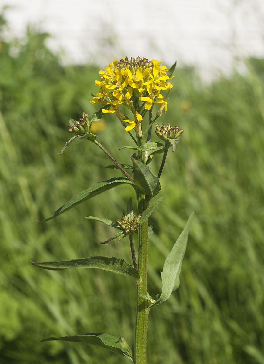 Изображение особи Erysimum cheiranthoides.