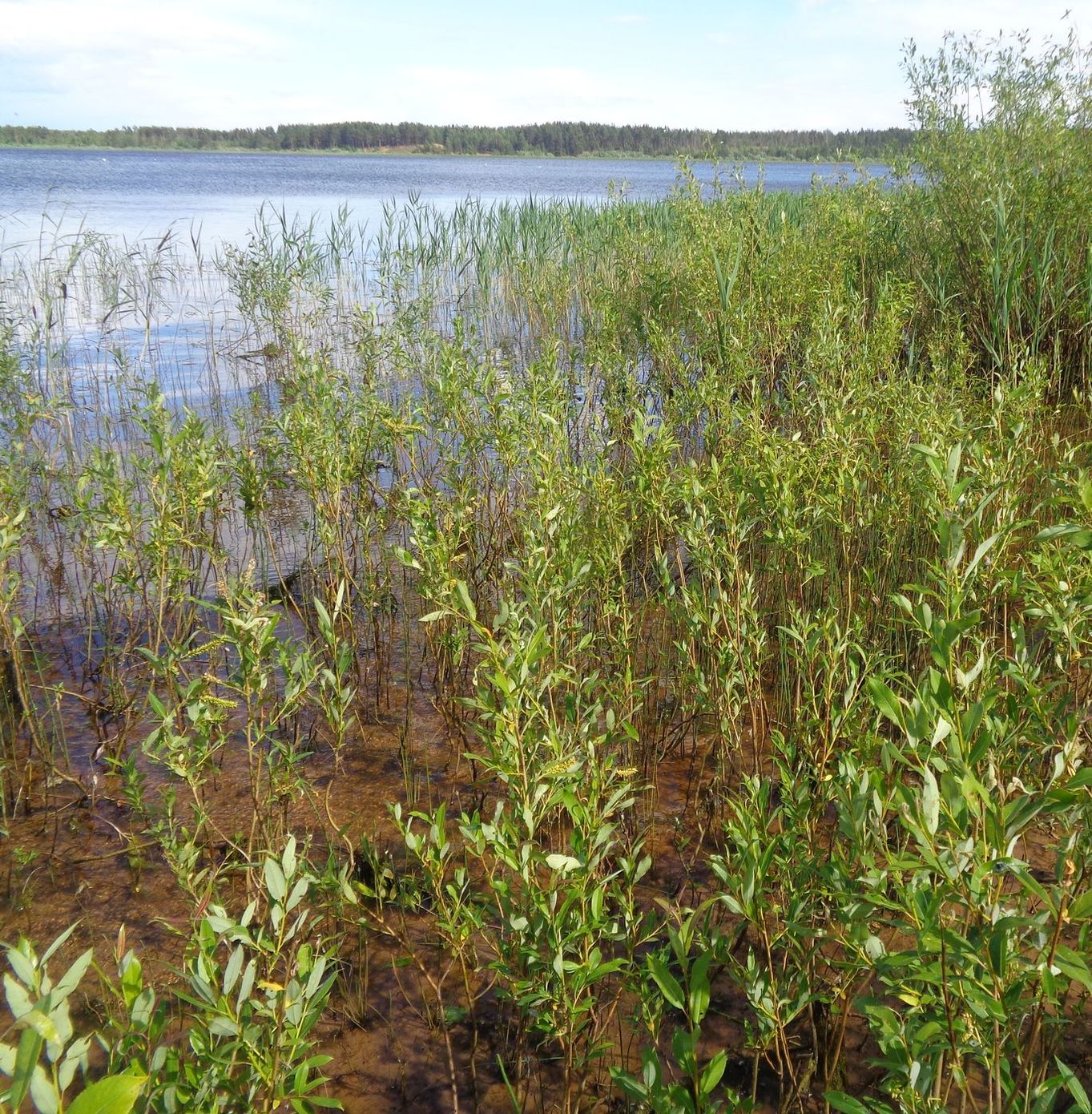 Image of Salix triandra specimen.
