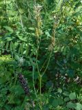 Astragalus uliginosus