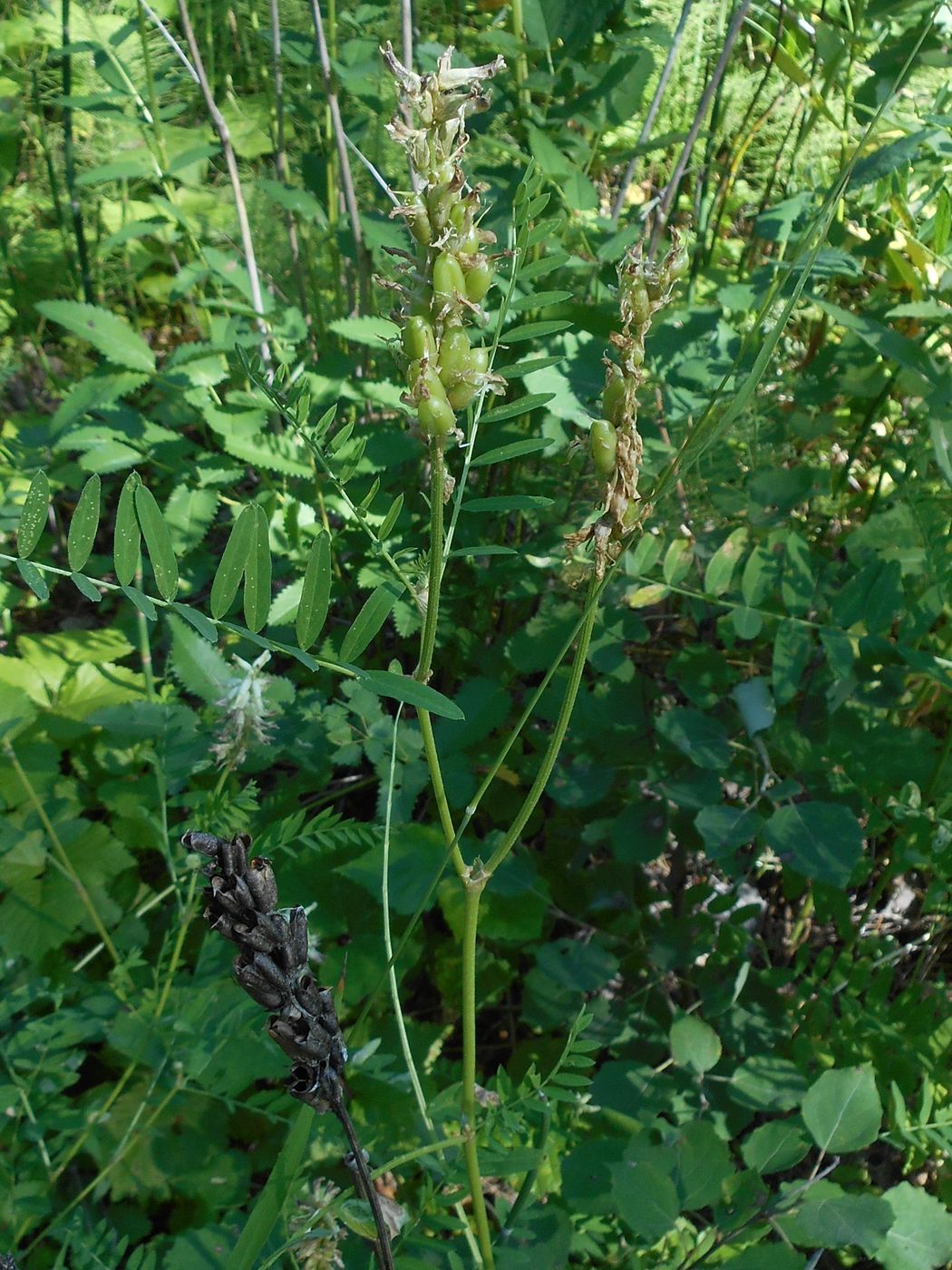 Image of Astragalus uliginosus specimen.