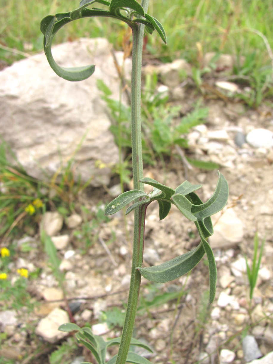 Изображение особи Centaurea apiculata.