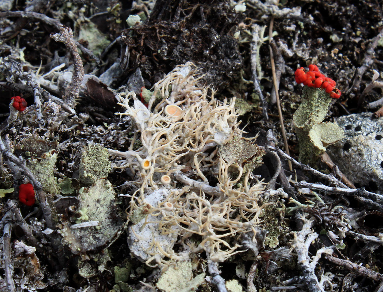 Изображение особи Ochrolechia frigida.