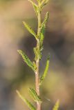 genus Achillea. Часть побега. Воронежская обл., Подгоренский р-н, окр. с. Белогорье, осыпь меловой горы. 19.08.2018.