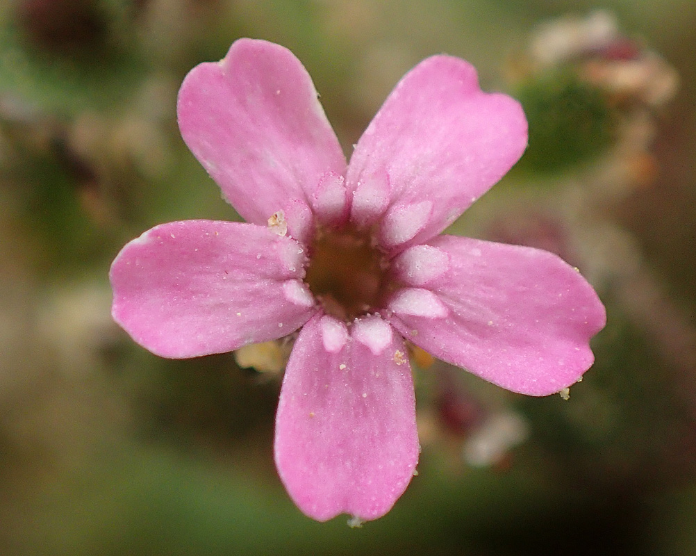 Изображение особи Silene pentelica.