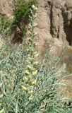 Pseudosophora alopecuroides. Верхушка растения с соцветием. Узбекистан, северная часть г. Самарканд, холмы Афрасиаба. 03.05.2018.