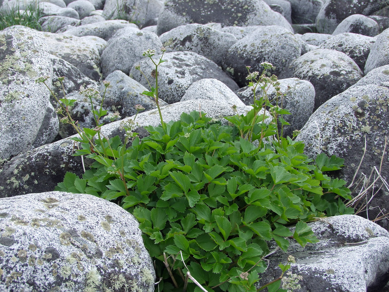 Image of Ligusticum scoticum specimen.