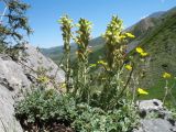 Pedicularis talassica. Цветущее растение в сообществе с Potentilla hololeuca. Южный Казахстан, Таласский Алатау, запов. Аксу-Жабаглы, верховья ущ. Улькен-Каинды, 2450 м н.у.м., склон юго-вост. экспозиции, известняковая скала. 18 июня 2018 г.