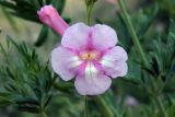 Incarvillea olgae