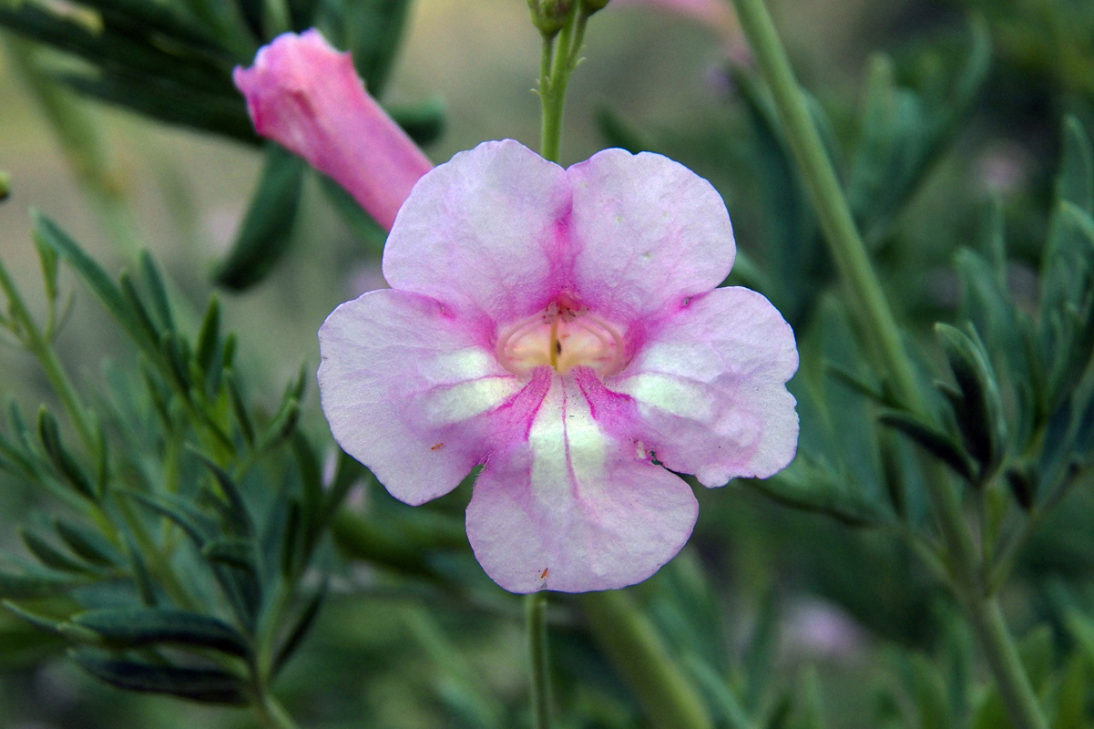 Image of Incarvillea olgae specimen.