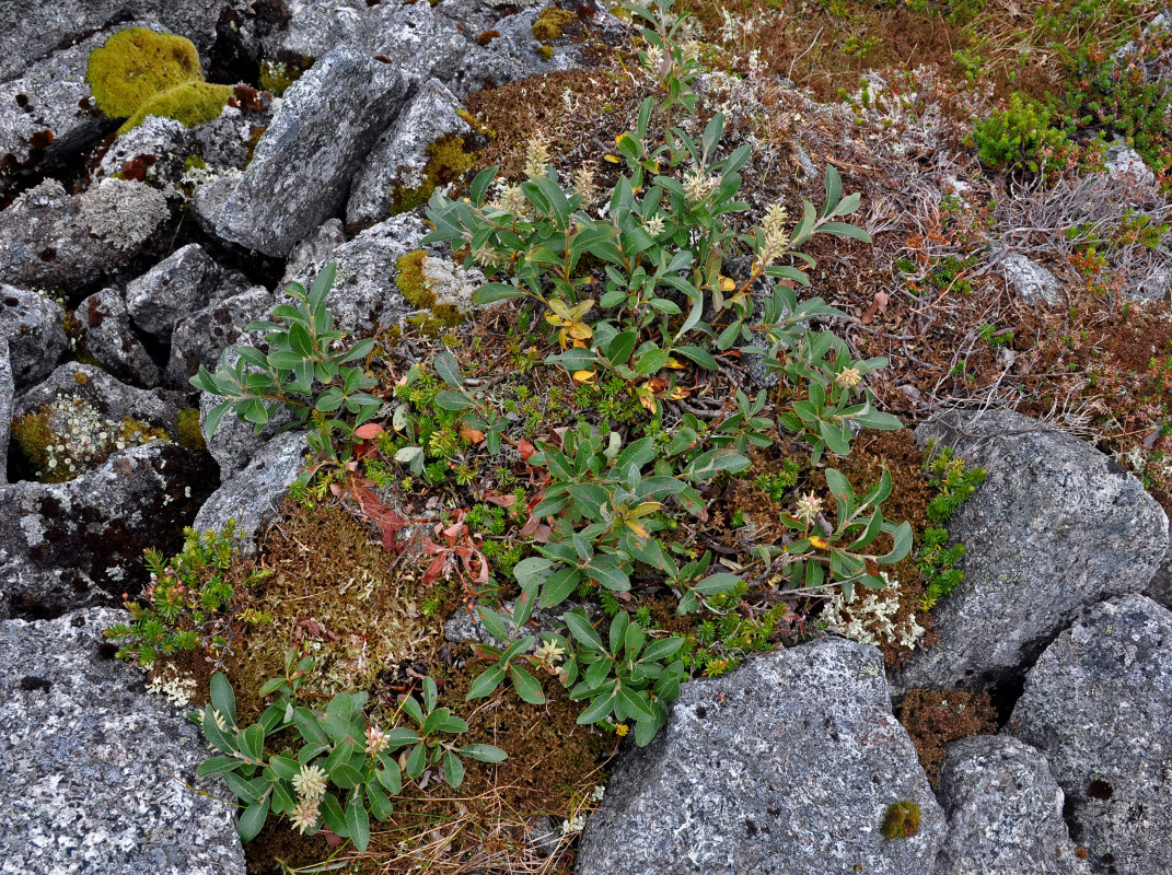 Изображение особи Salix glauca.