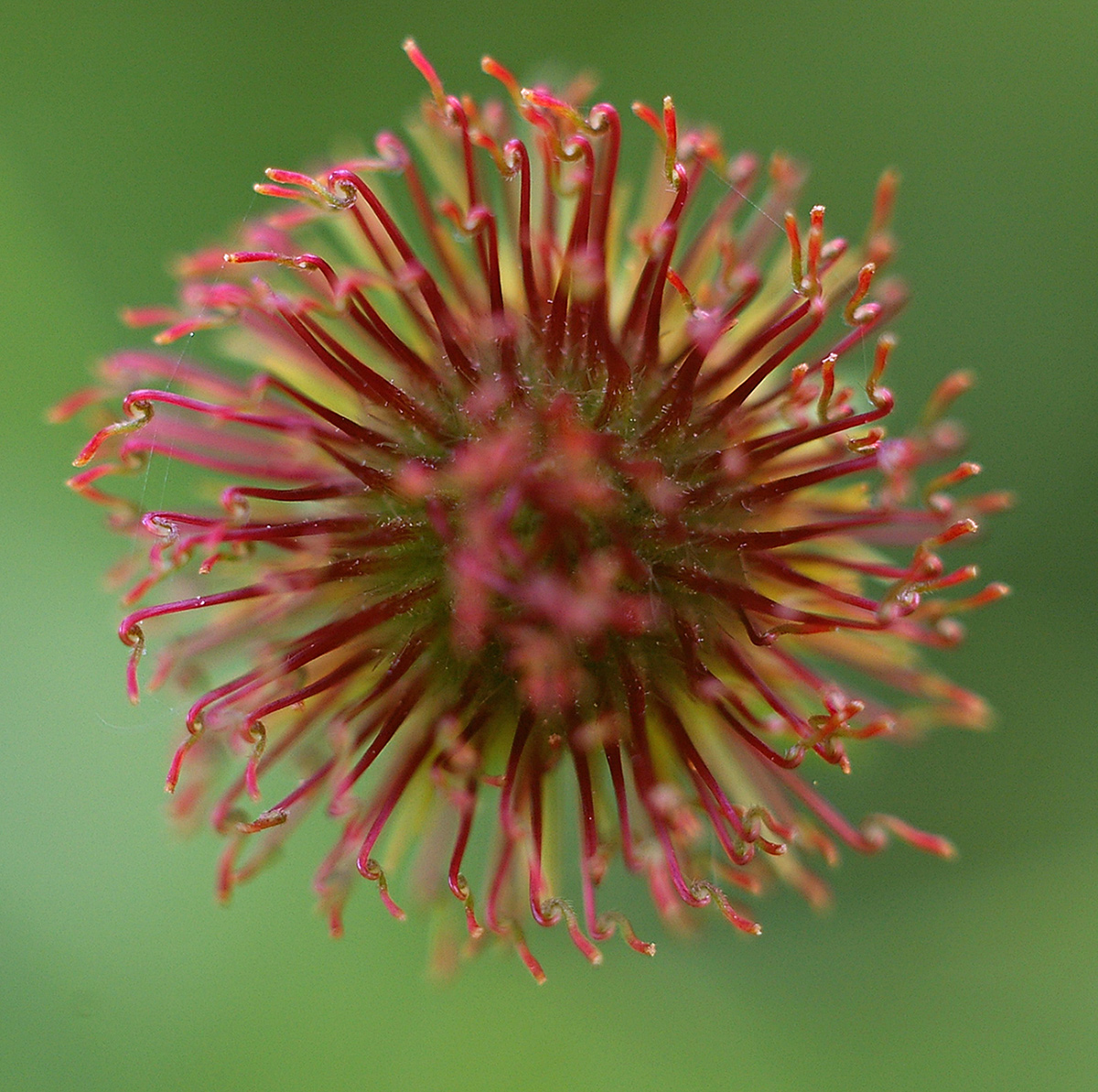 Image of Geum macrophyllum specimen.