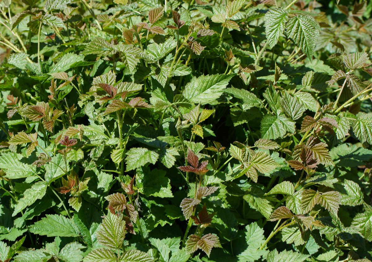 Image of Rubus caesius specimen.