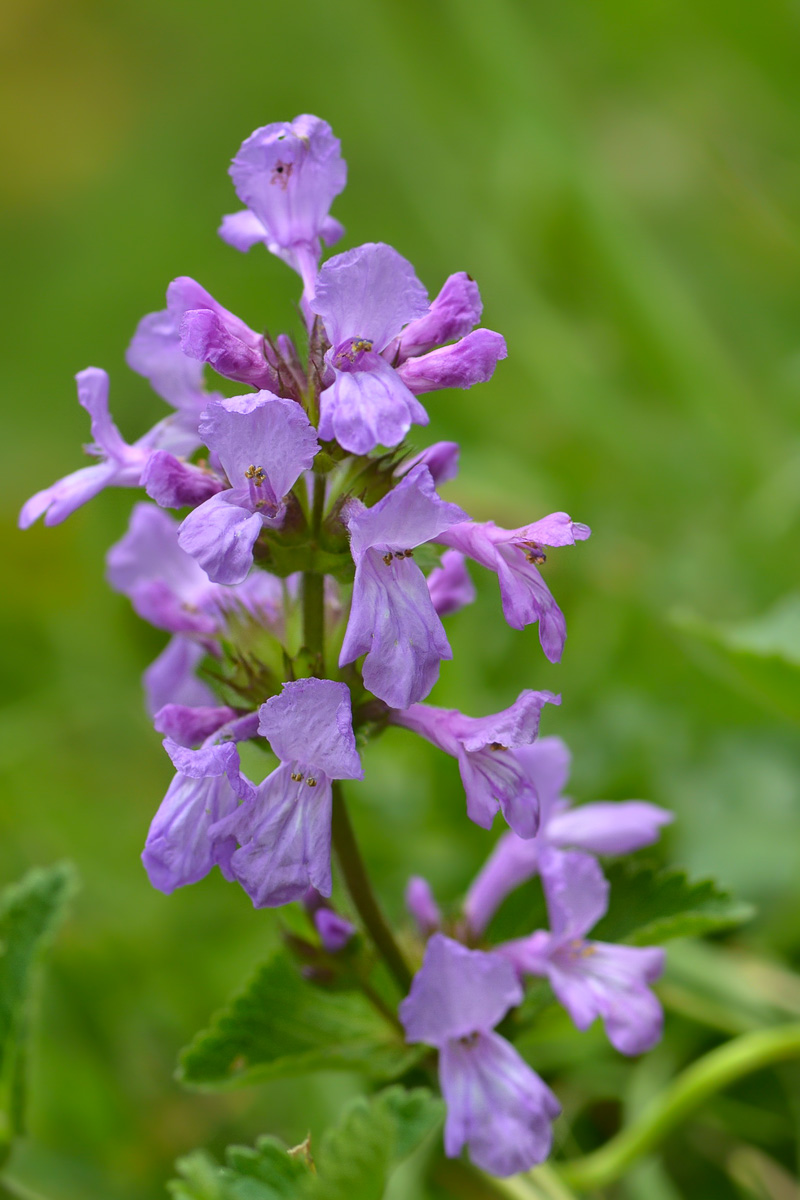 Изображение особи Betonica macrantha.