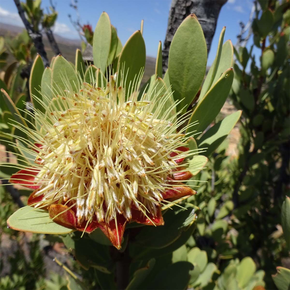 Image of Protea lanceolata specimen.