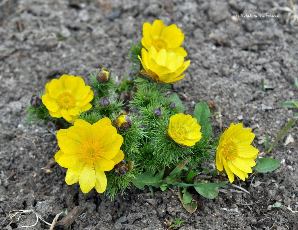 Изображение особи Adonis vernalis.