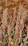 Amaranthus retroflexus