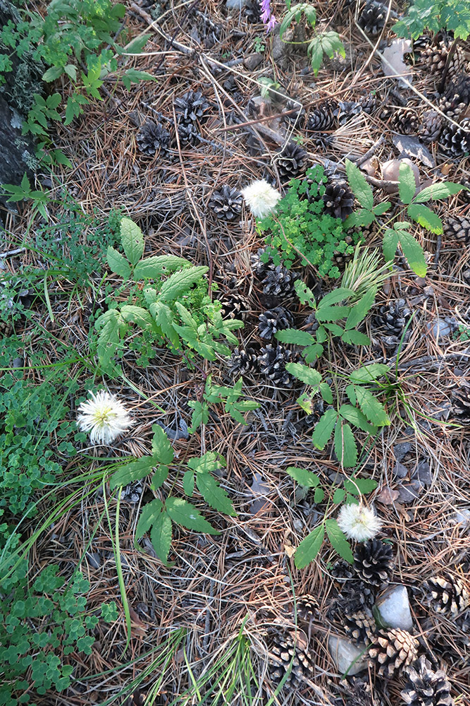 Image of Atragene sibirica specimen.