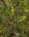 Melilotus officinalis. Верхушка цветущего побега. Казахстан. Восточно- Казахстанская обл., г. Усть-Каменогорск, правый берег р. Иртыш, остепнённый луг. 23.06.2017.