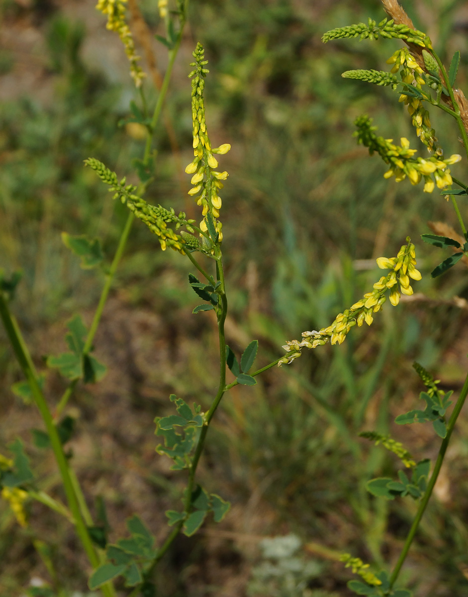 Изображение особи Melilotus officinalis.