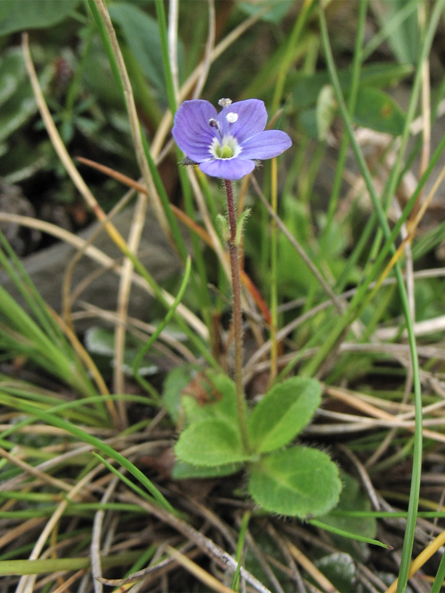 Image of Veronica aphylla specimen.