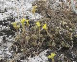 Sedum urvillei