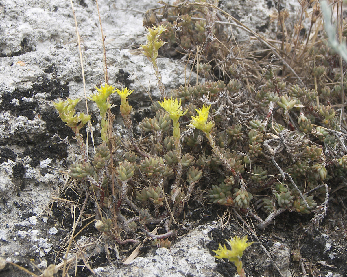 Image of Sedum urvillei specimen.