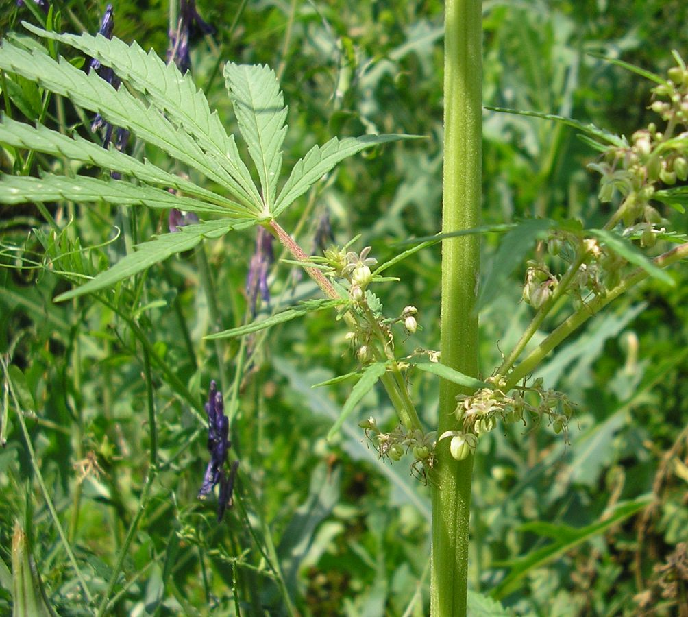 Image of Cannabis sativa var. spontanea specimen.