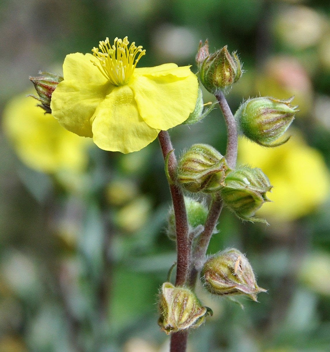 Изображение особи род Helianthemum.