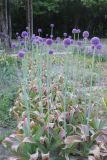 Allium giganteum