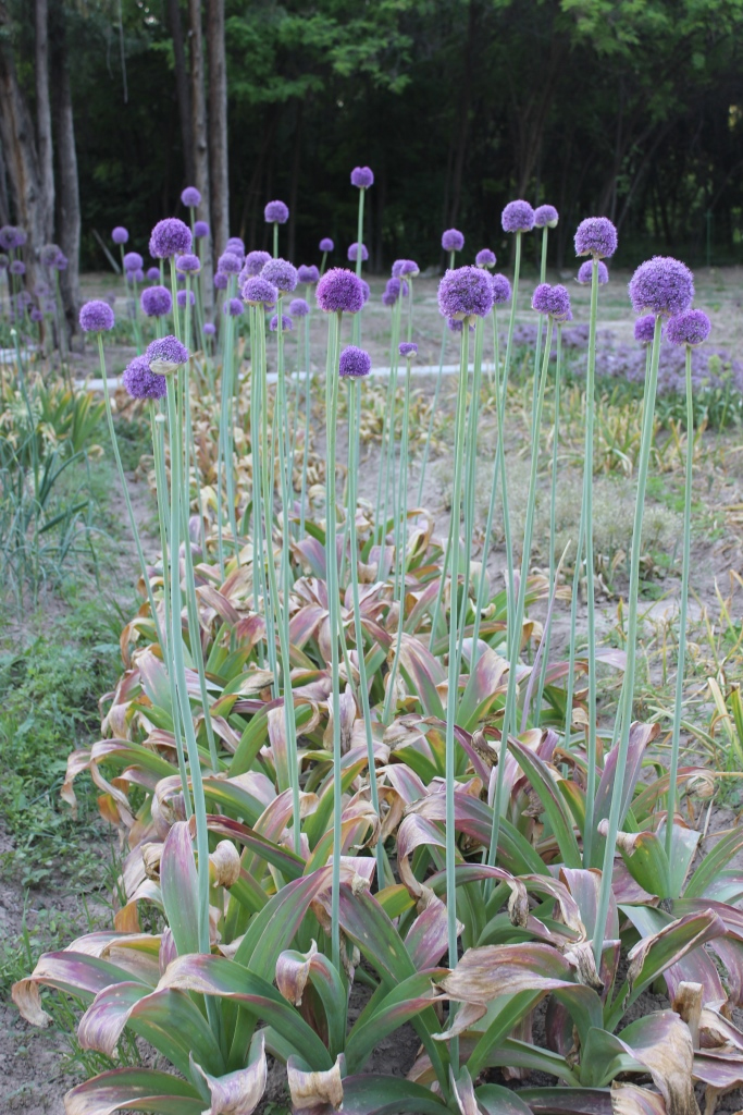 Изображение особи Allium giganteum.