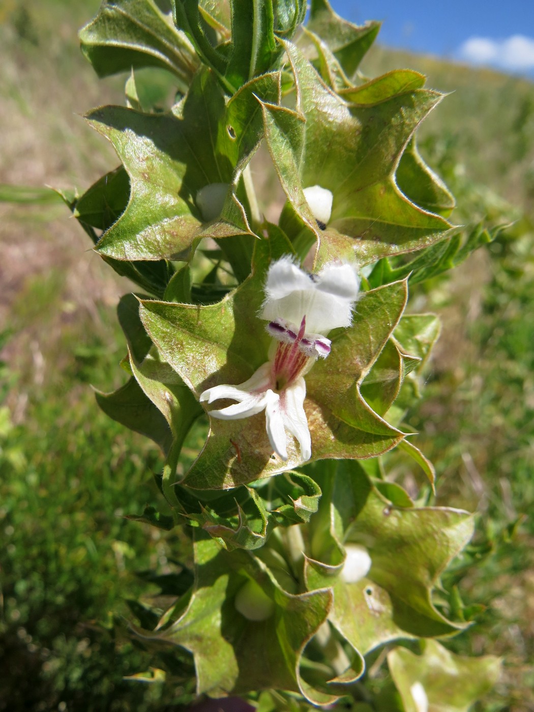 Изображение особи Lagochilus platycalyx.