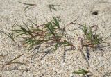 Salsola pontica