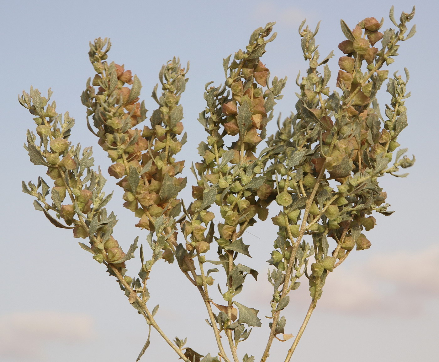 Изображение особи Atriplex lindleyi.