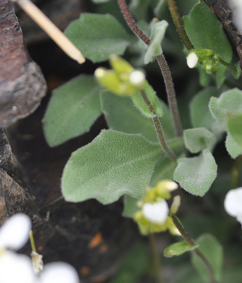 Image of Arabis caucasica specimen.