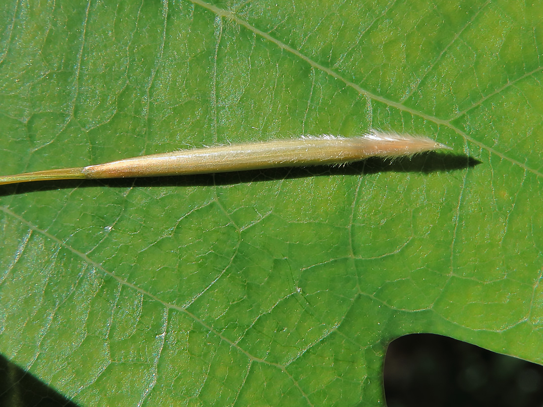 Image of Stipa pennata specimen.