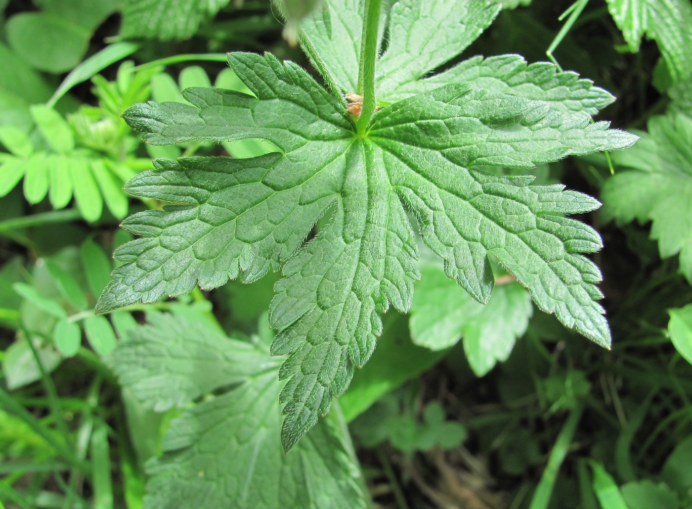 Изображение особи Geranium sylvaticum.