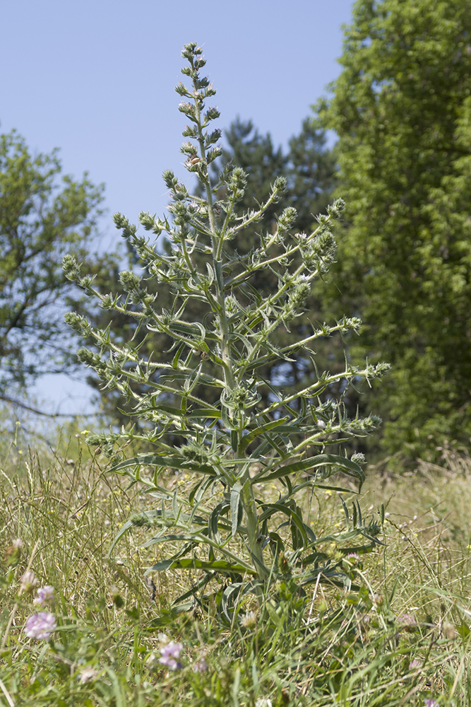Image of Echium biebersteinii specimen.