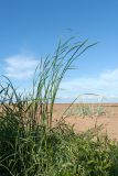 Typha angustifolia