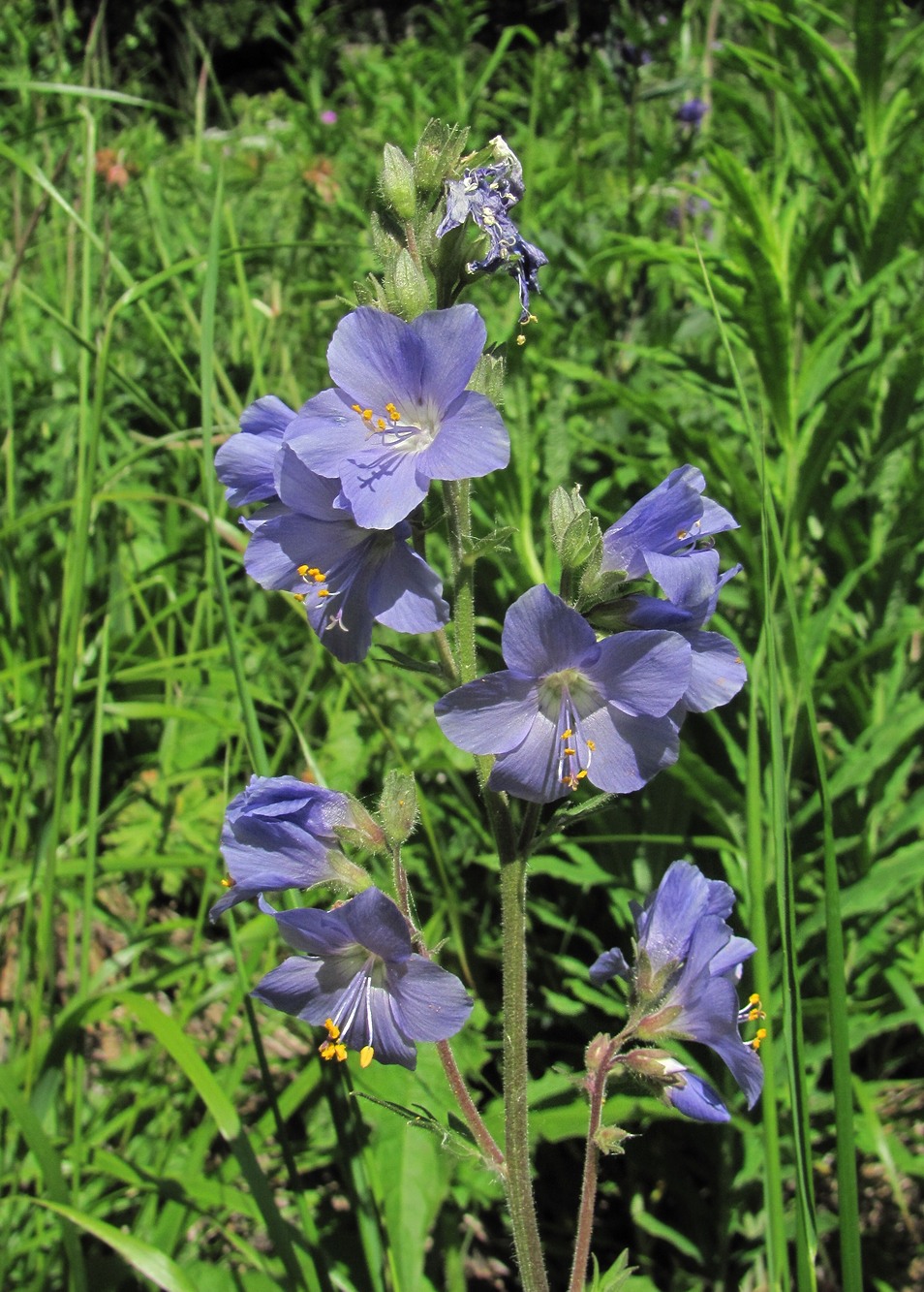 Image of Polemonium caucasicum specimen.