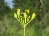 Senecio schwetzowii