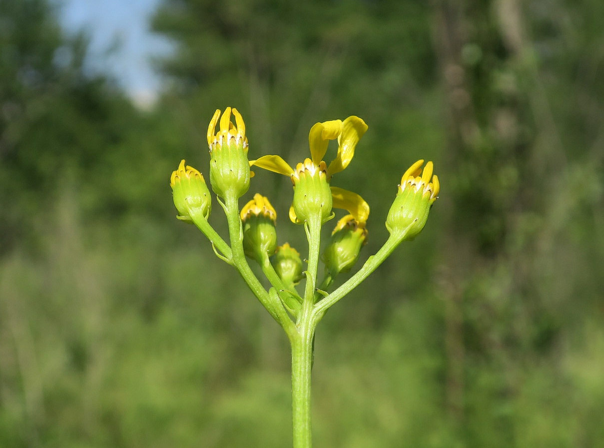 Изображение особи Senecio schwetzowii.