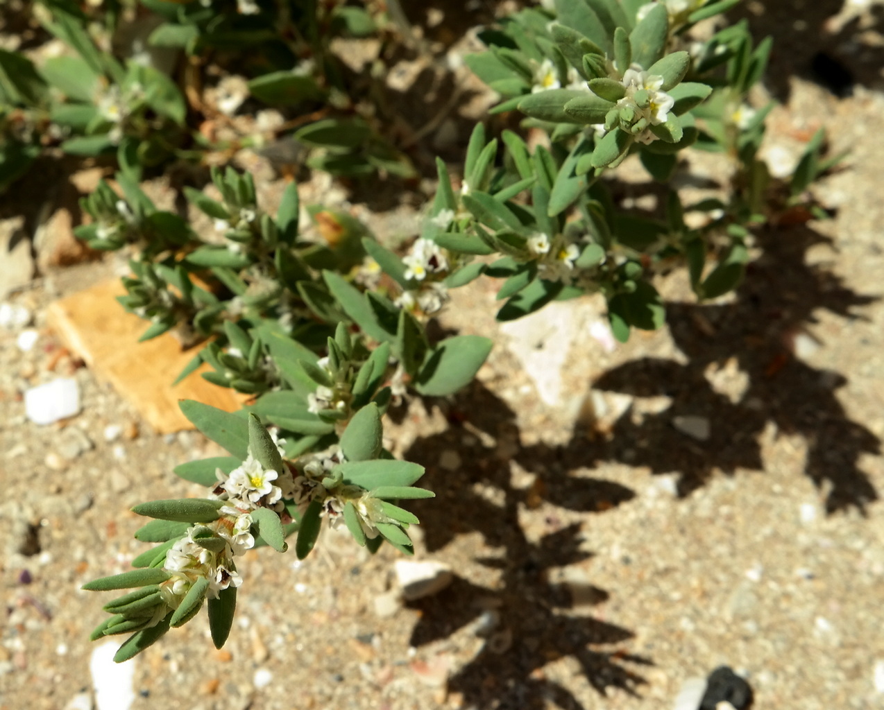 Image of Polygonum maritimum specimen.