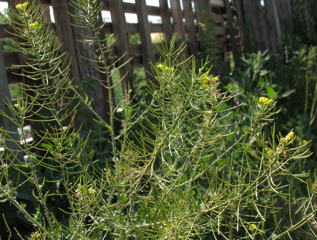 Image of Sisymbrium loeselii specimen.