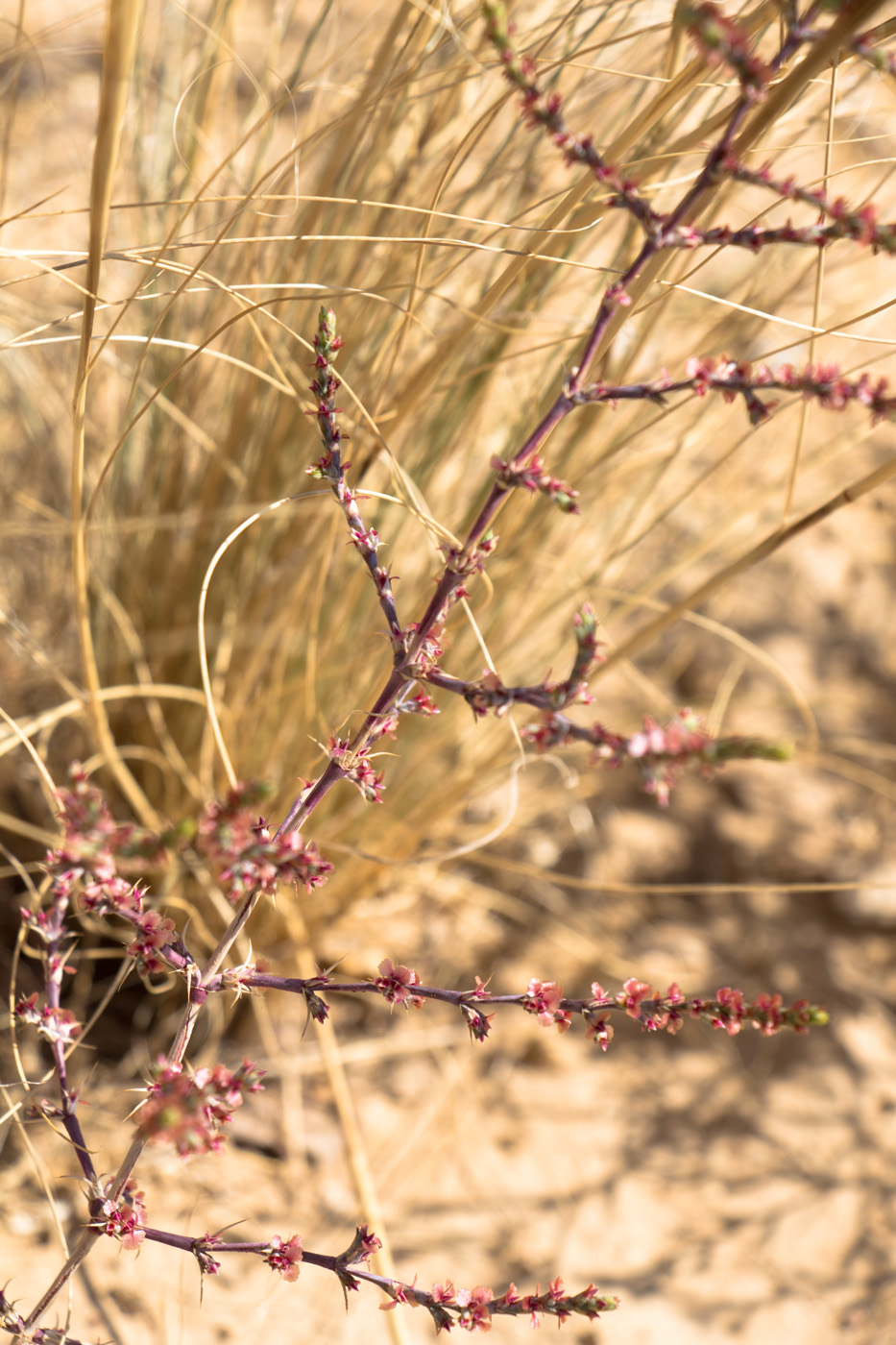 Изображение особи Girgensohnia oppositiflora.