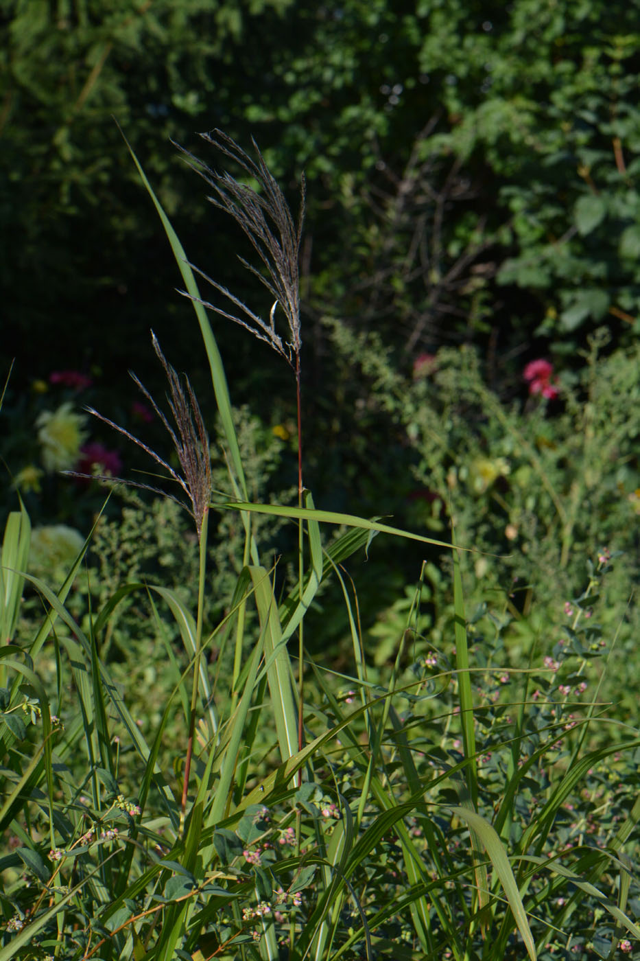 Изображение особи Miscanthus sinensis.