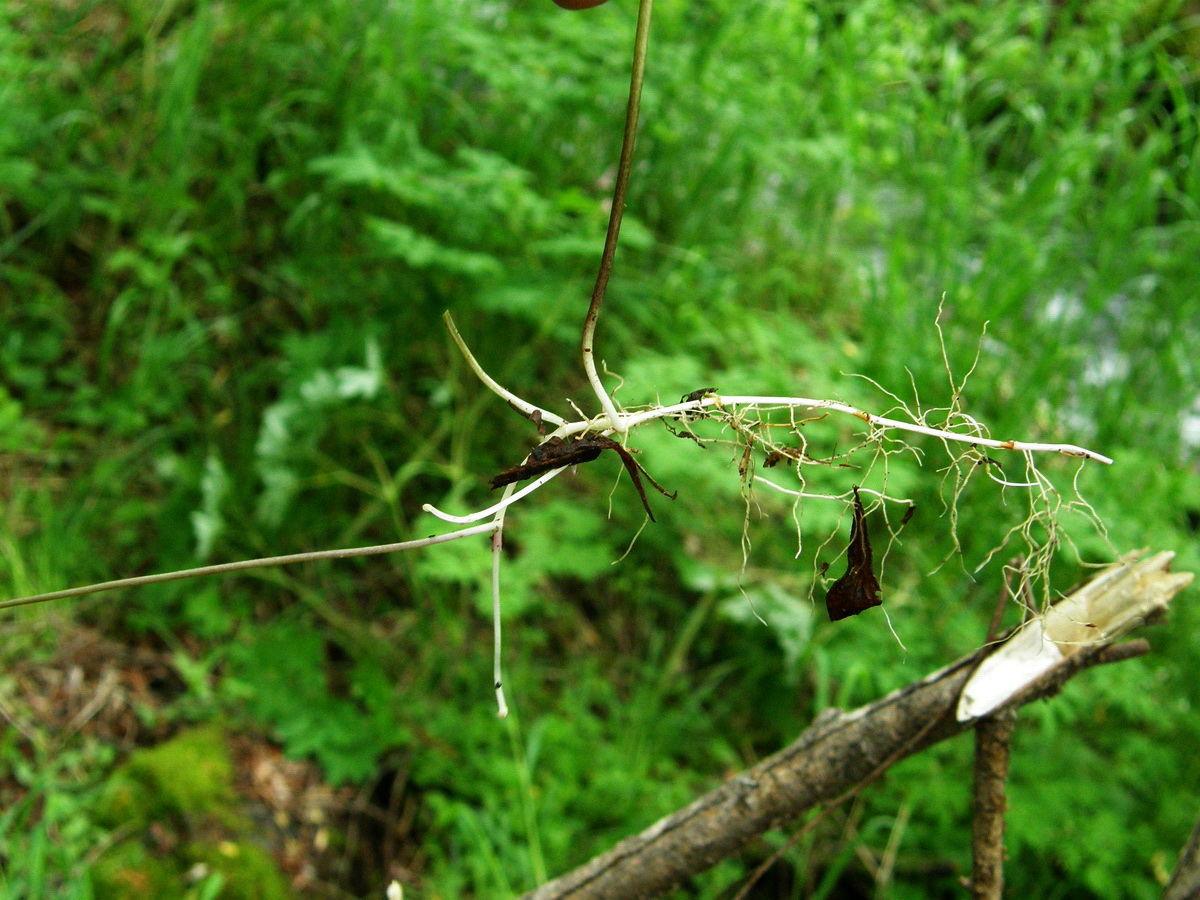 Image of Viola epipsiloides specimen.