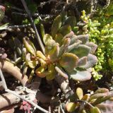 Cistanthe grandiflora