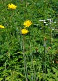 Tragopogon